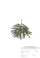 藏品(羅漢松)的圖片